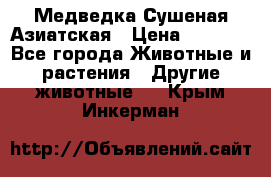 Медведка Сушеная Азиатская › Цена ­ 1 400 - Все города Животные и растения » Другие животные   . Крым,Инкерман